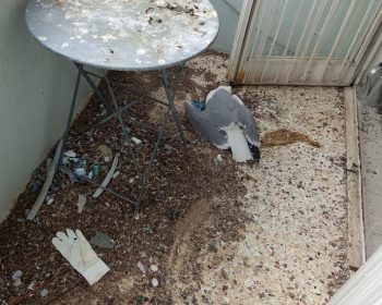 Photo d'un balcon à Marseille qui montre un pigeon mort ainsi qu'une table recouverte de fientes de pigeons et un sol sale