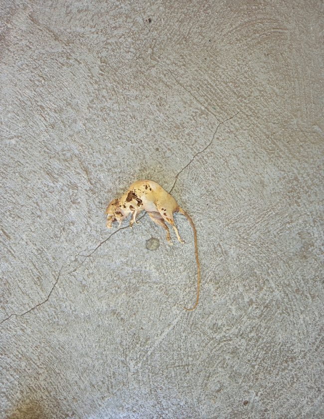 squelette_rat